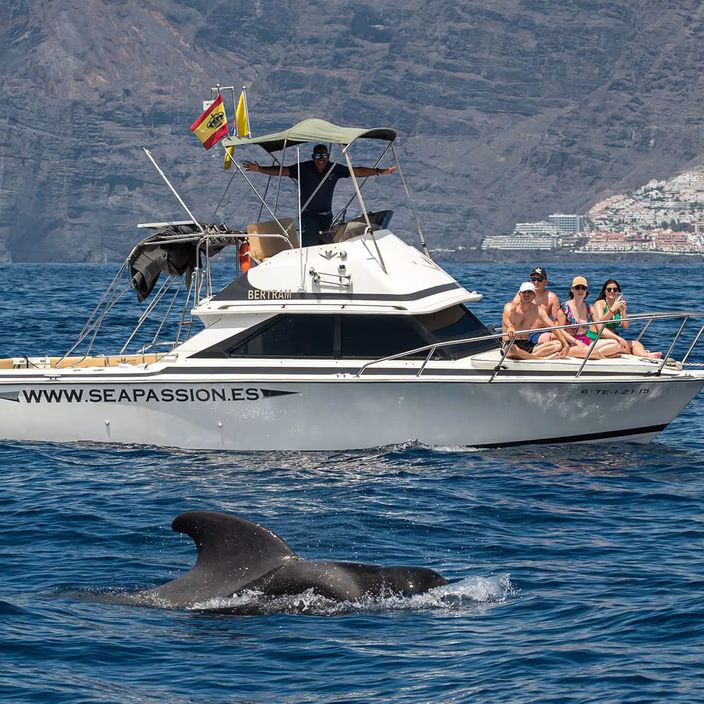 whale watching in tenerife