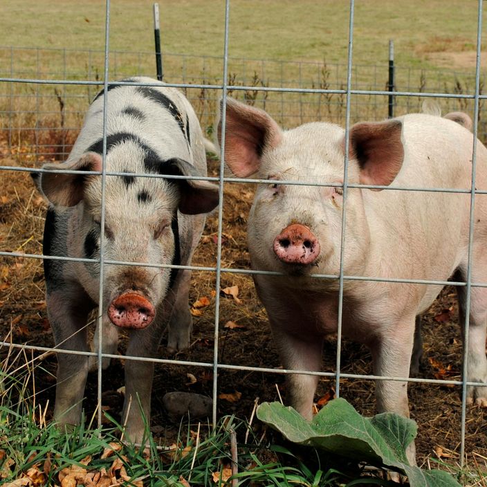 A piglet being brushed