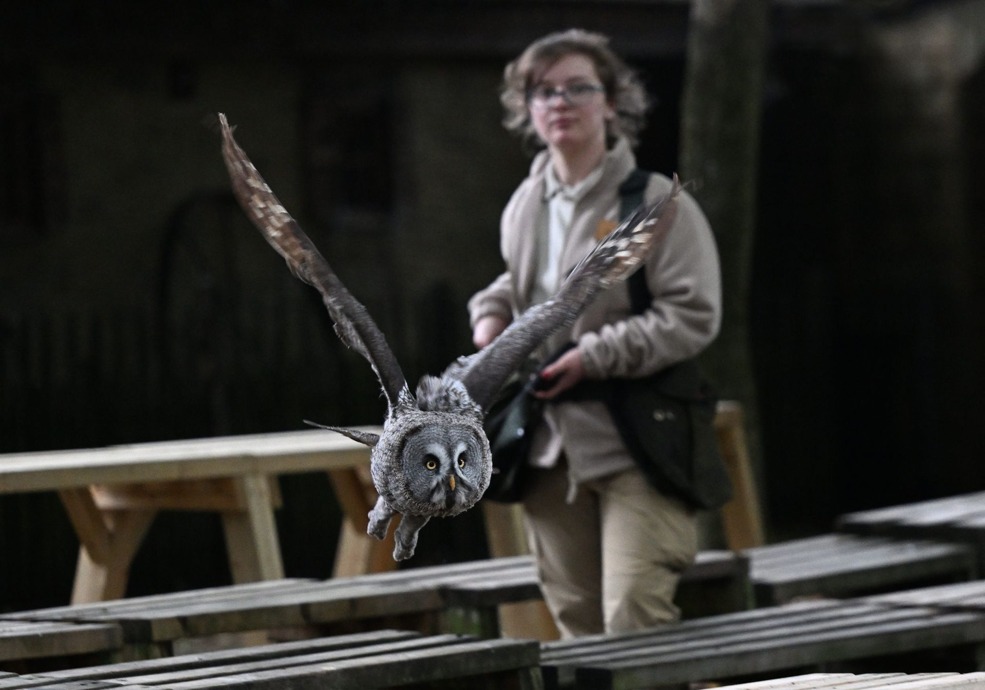 Man with two owls sitting on his hands at The Hawk Conservancy Trust