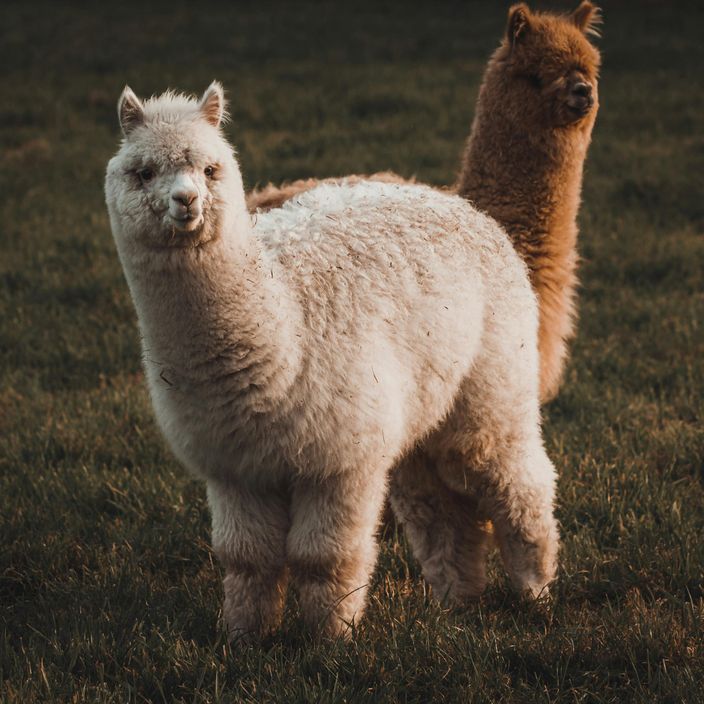 Alpaca Farm 