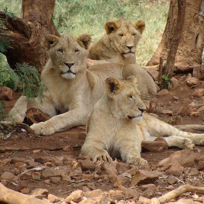 A family of lions