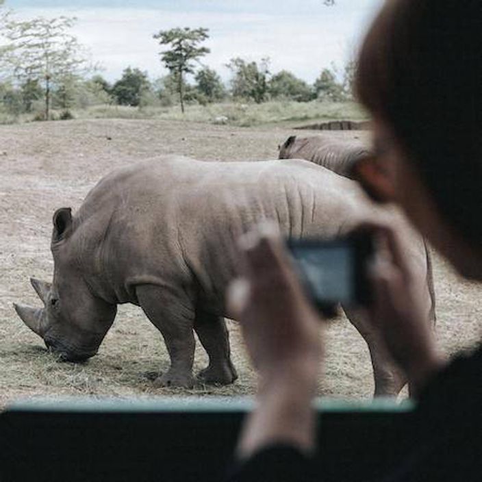 Person taking a photo of a rhino