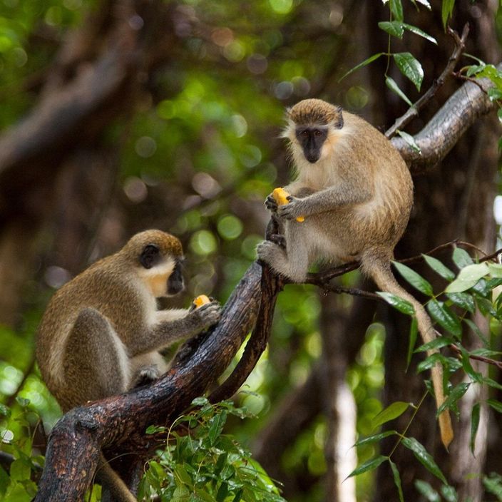 Barbados green monkeys