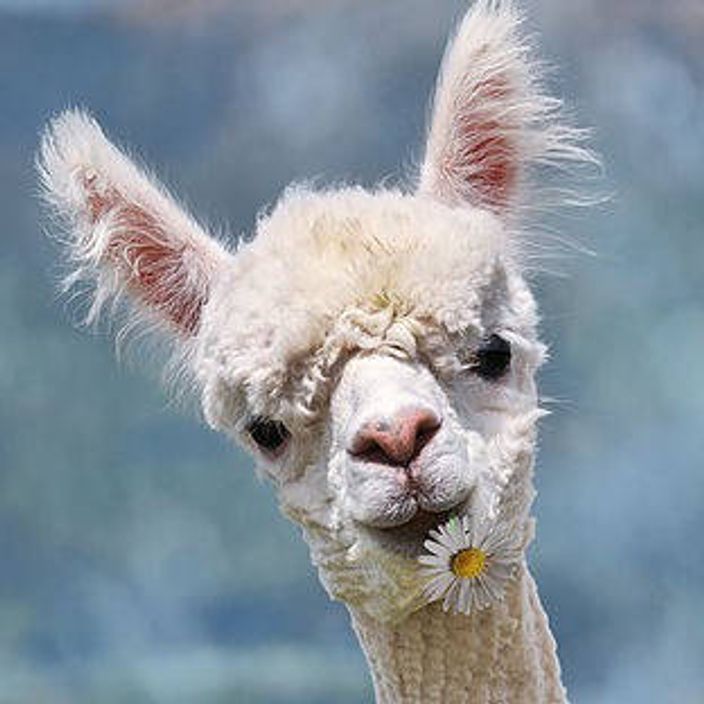 Alpaca eating daisy