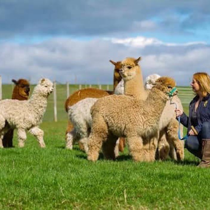 Alpaca Farm 