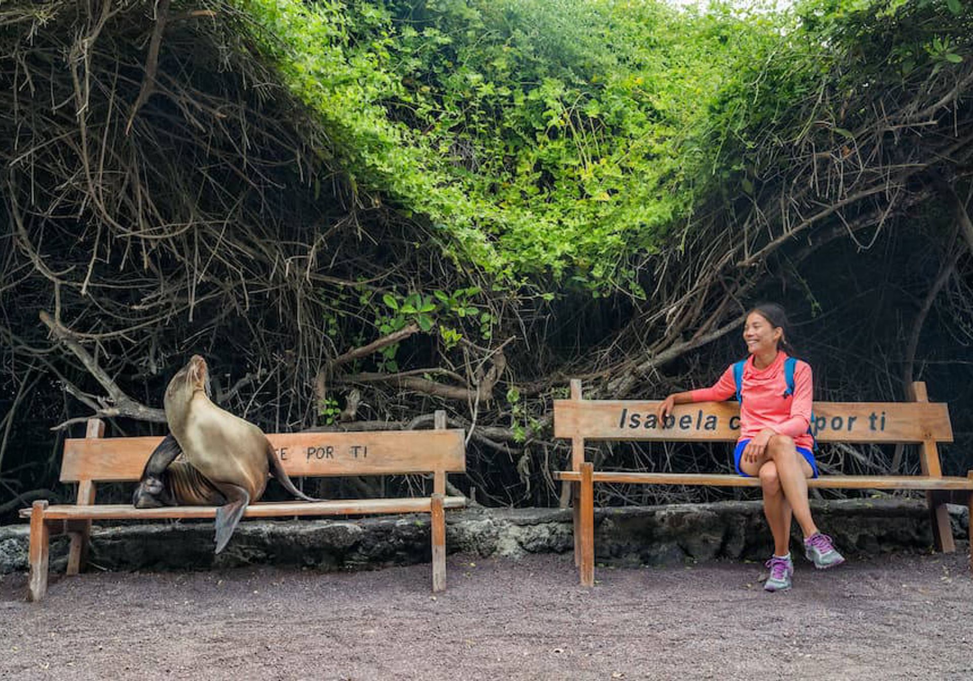 Sealion on a bench in the Galapagos