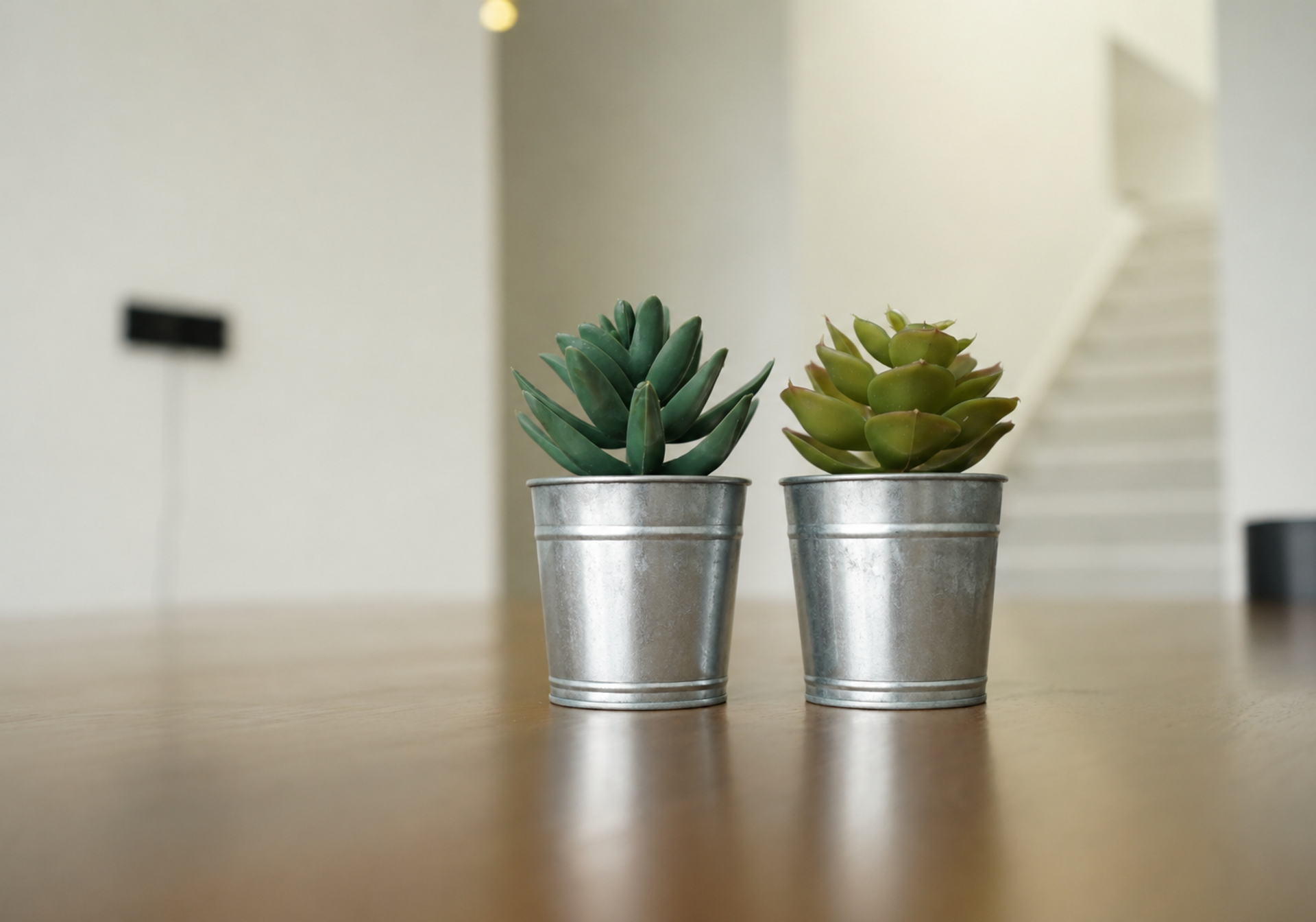 plant duo