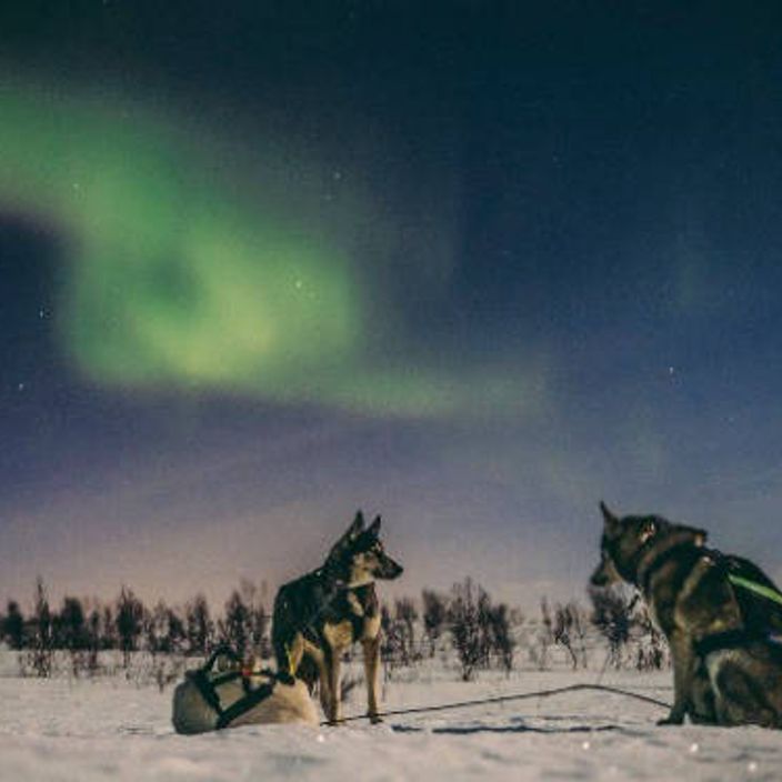 huskies with northern lights in norway