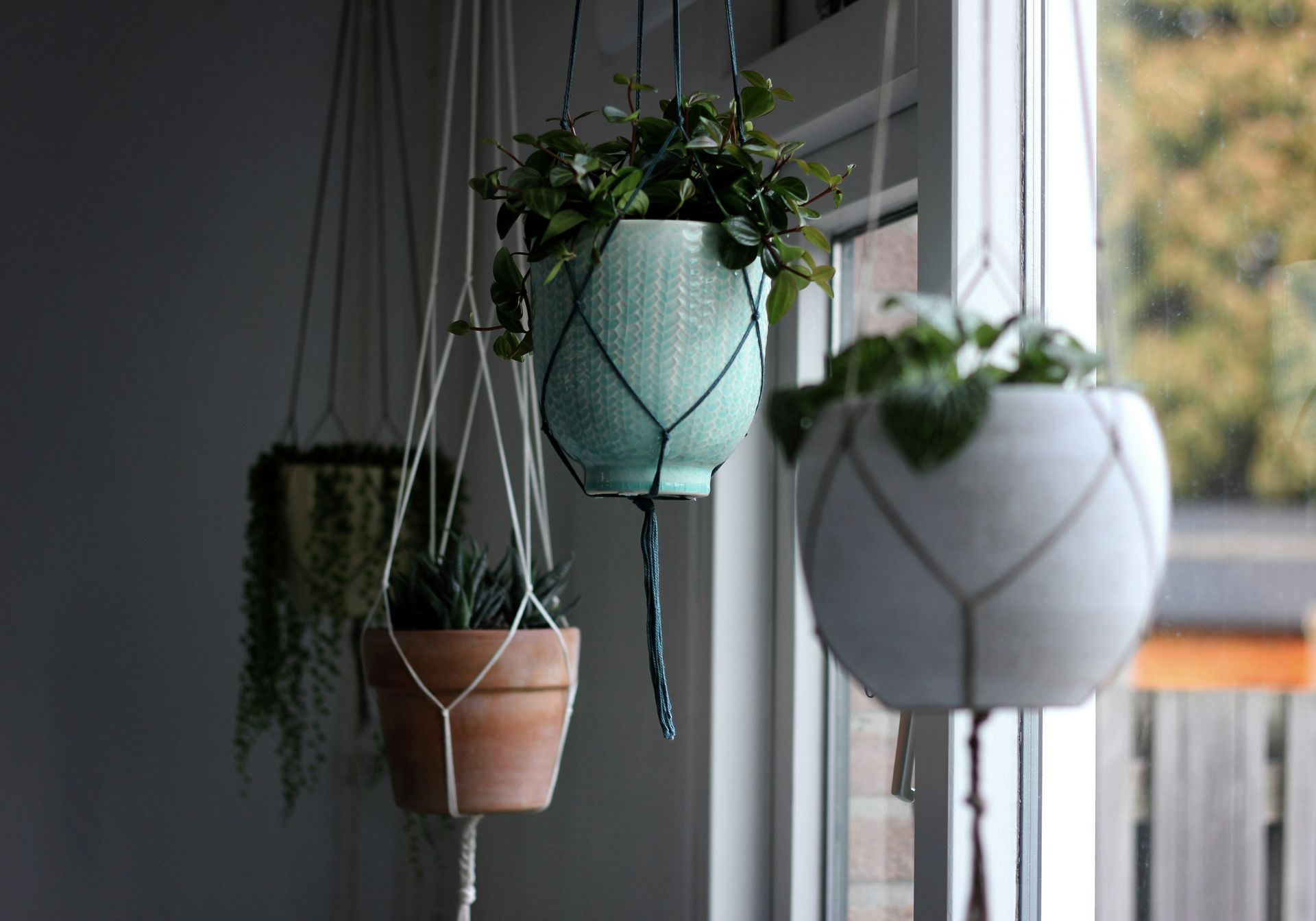 Six Macrame Plant Hangers on a wall