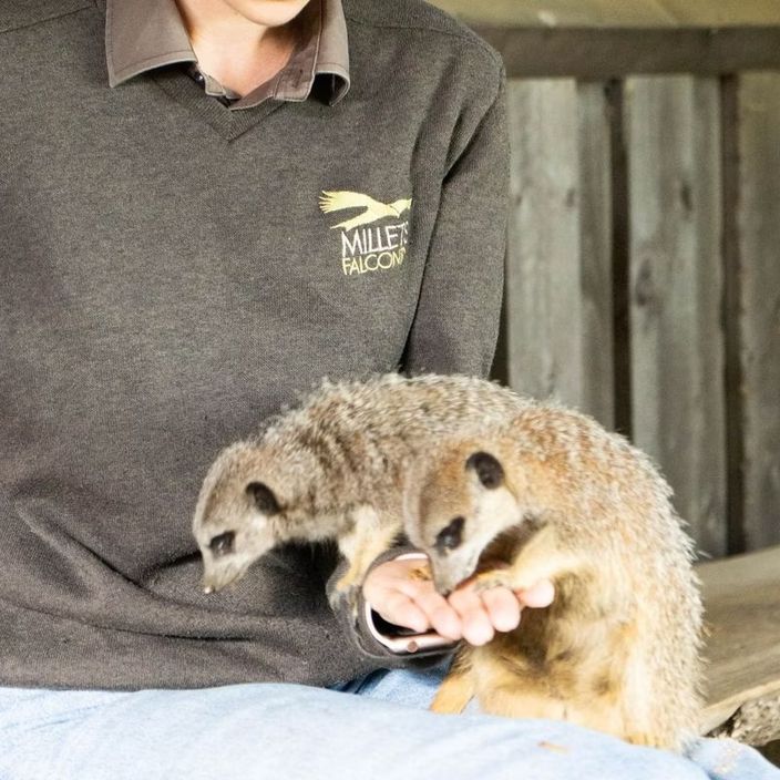 A man feeding a meerkat 