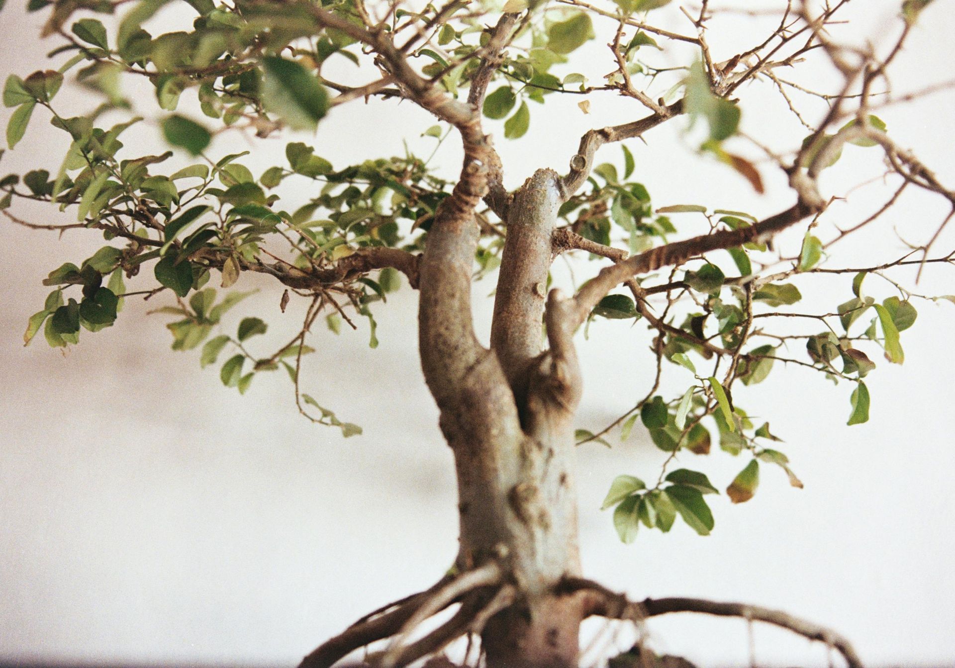 Bonsai tree