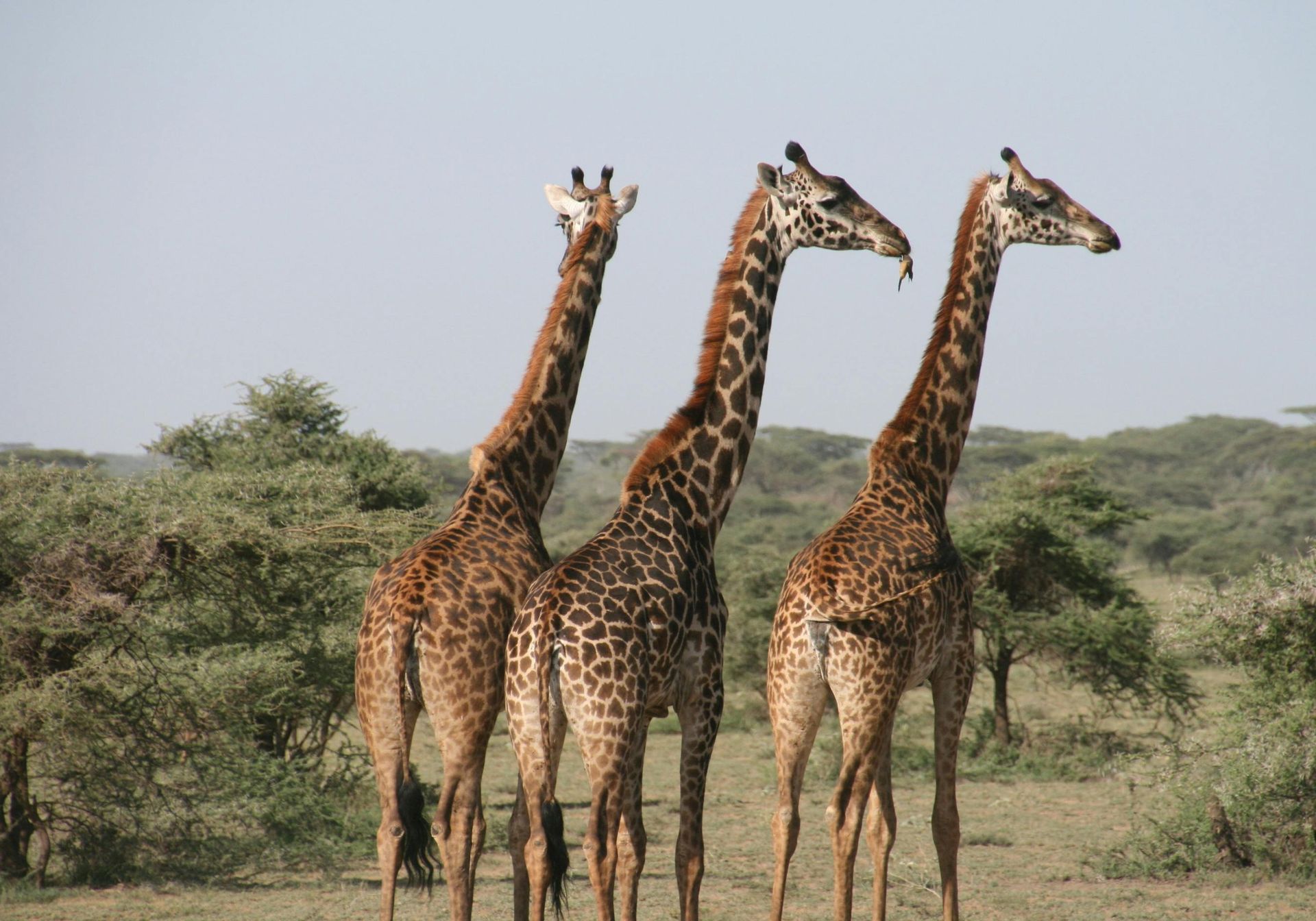 Woman overlooking giraffes at Port Lympne
