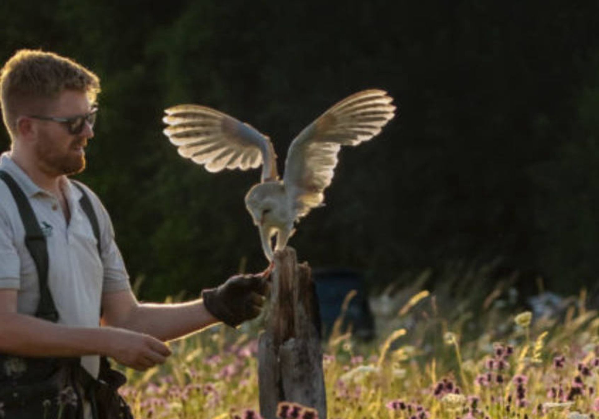 Man with two owls sitting on his hands at The Hawk Conservancy Trust