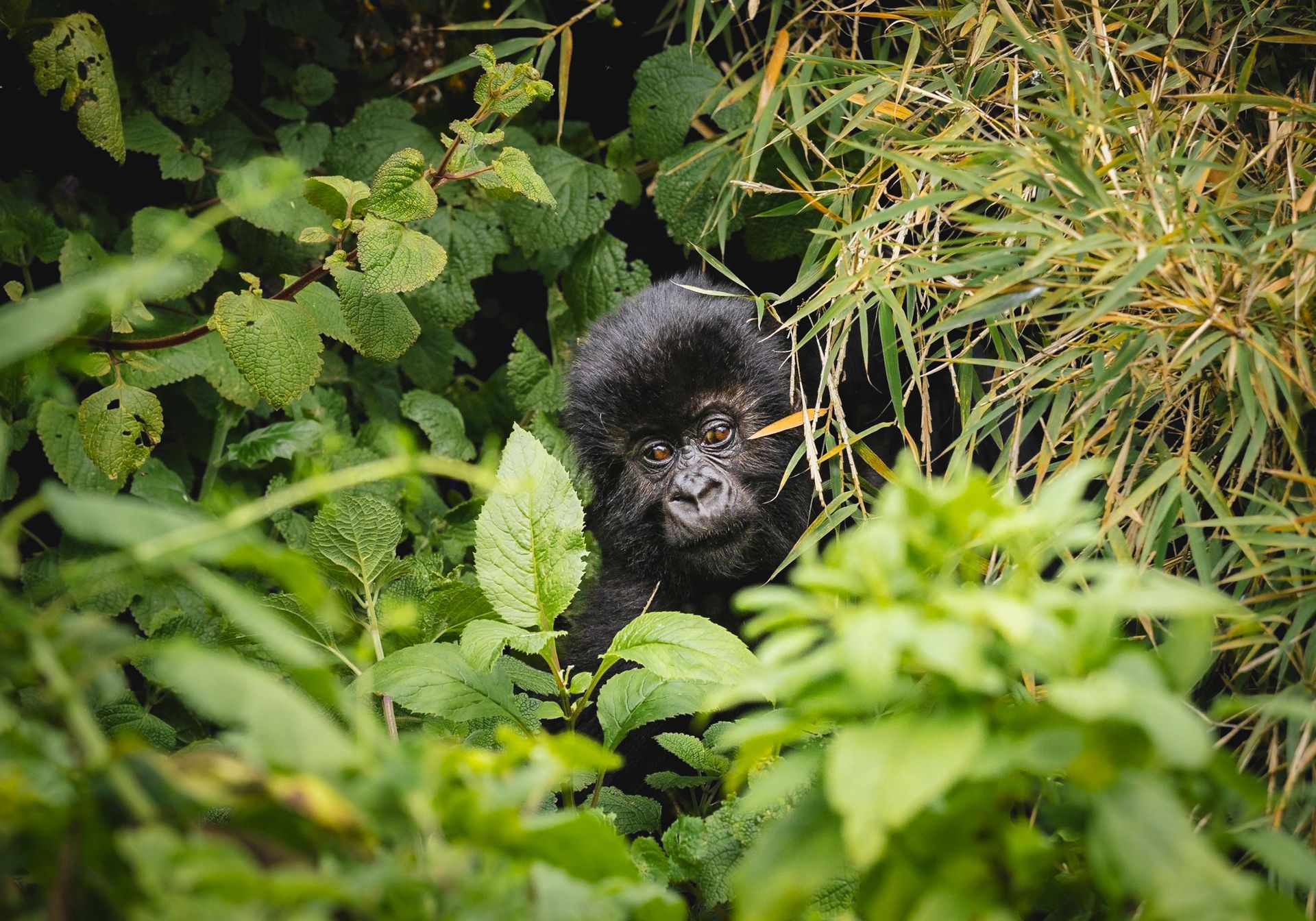 rwanda