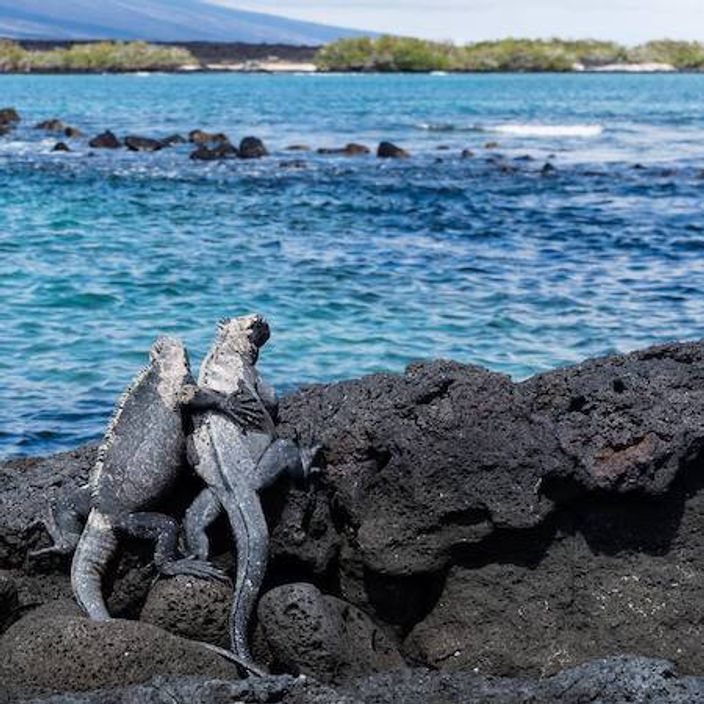 Iguanas on rocks in the Galapagos