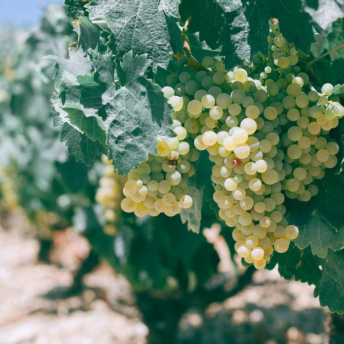 Yorkshire Heart wine and snacks 