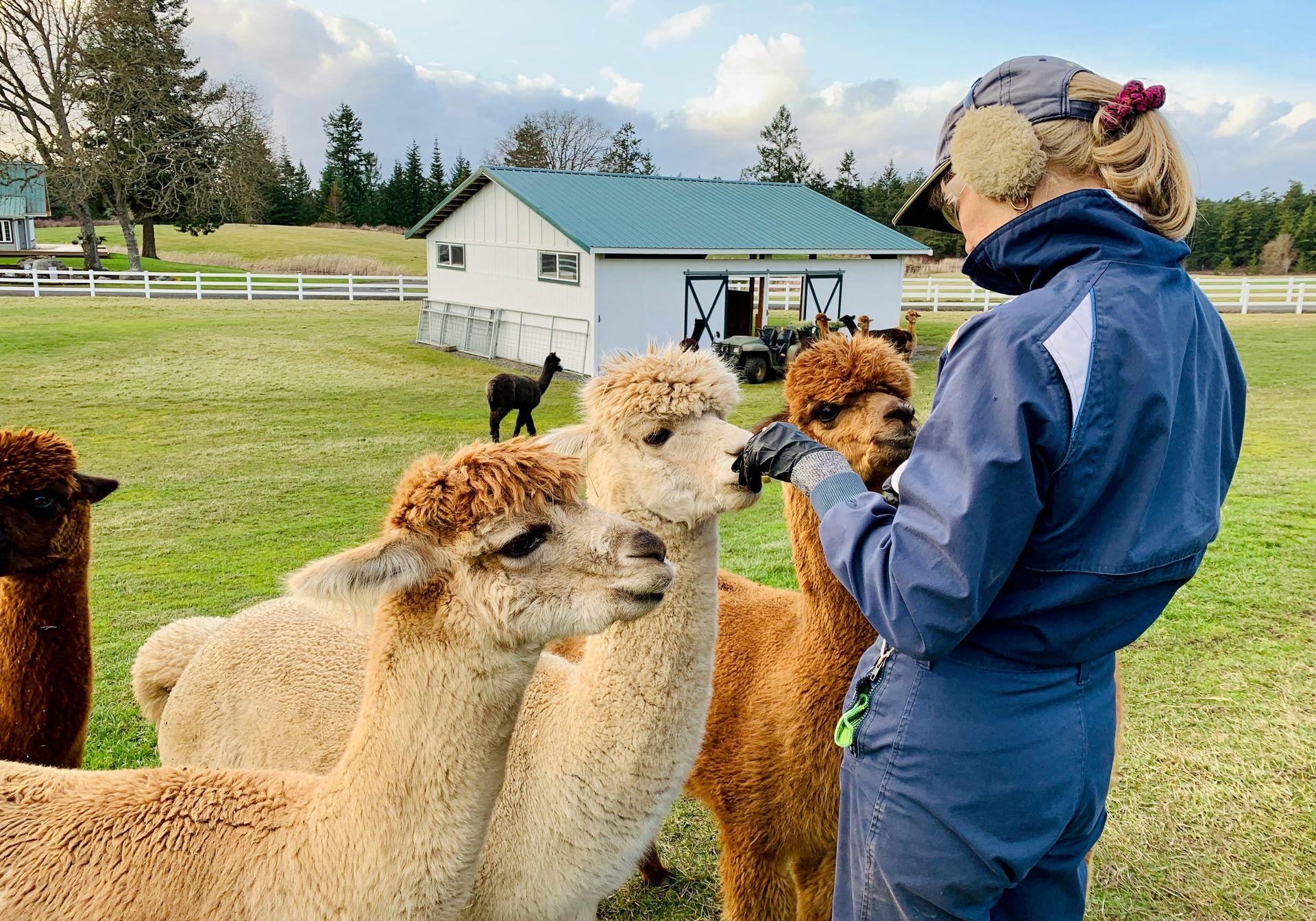 Alpacas
