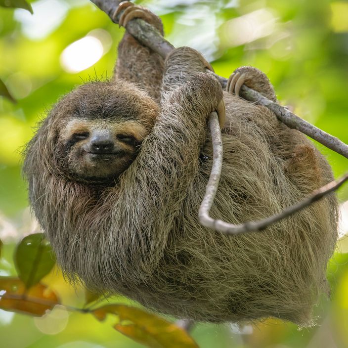 Monteverde Cloud Forest
