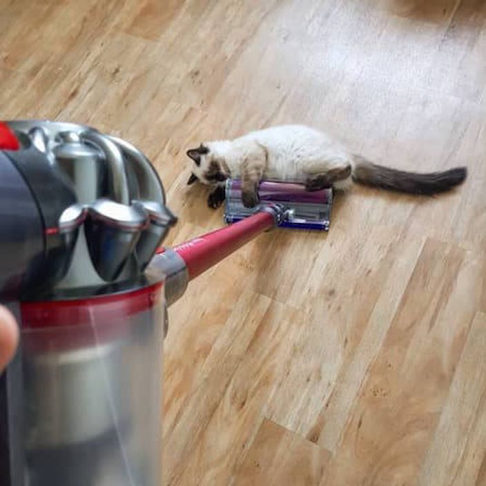 Dyson v8 Animal Vacuum