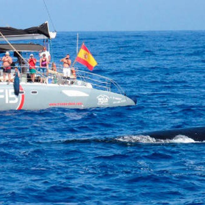 whale watching in tenerife