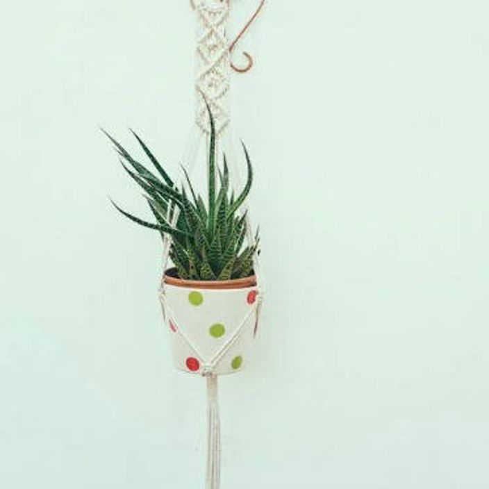 Six Macrame Plant Hangers on a wall