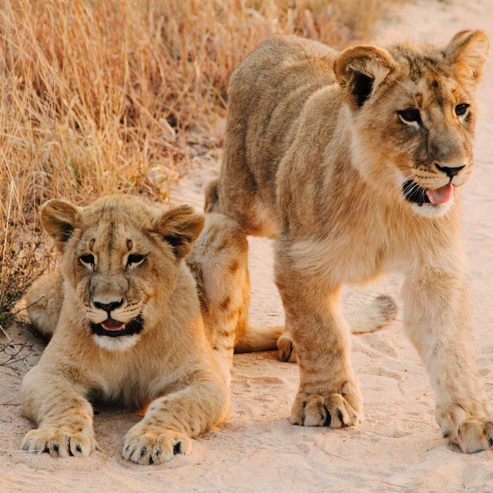 Victoria falls aerial shot