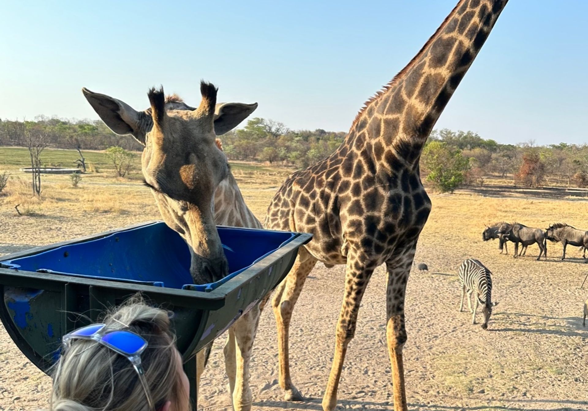 Woman watching giraffes in Zimbabwe