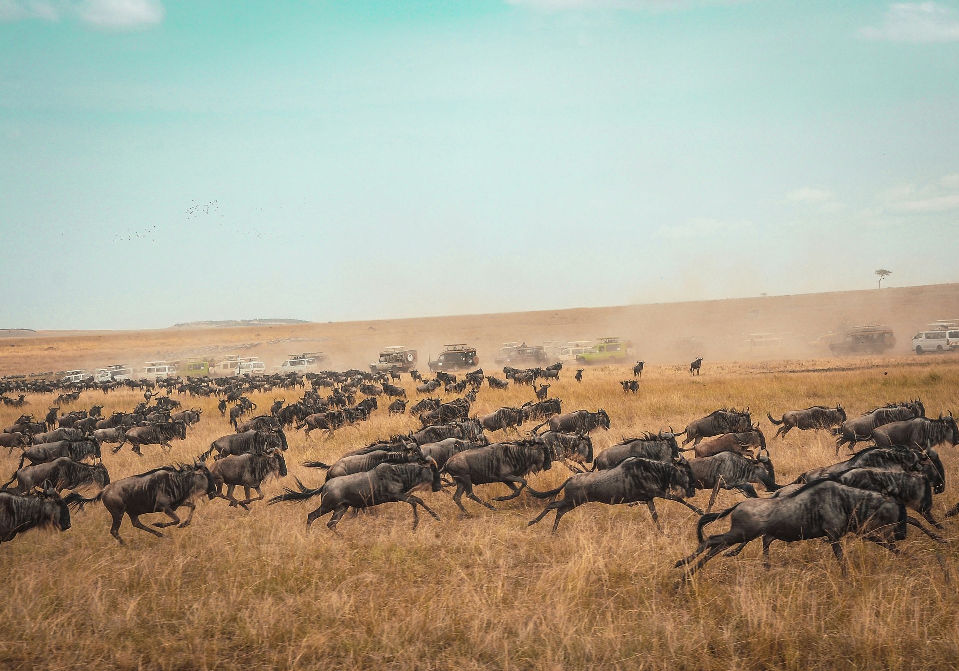 The Great Migration in Masai Mara National Park