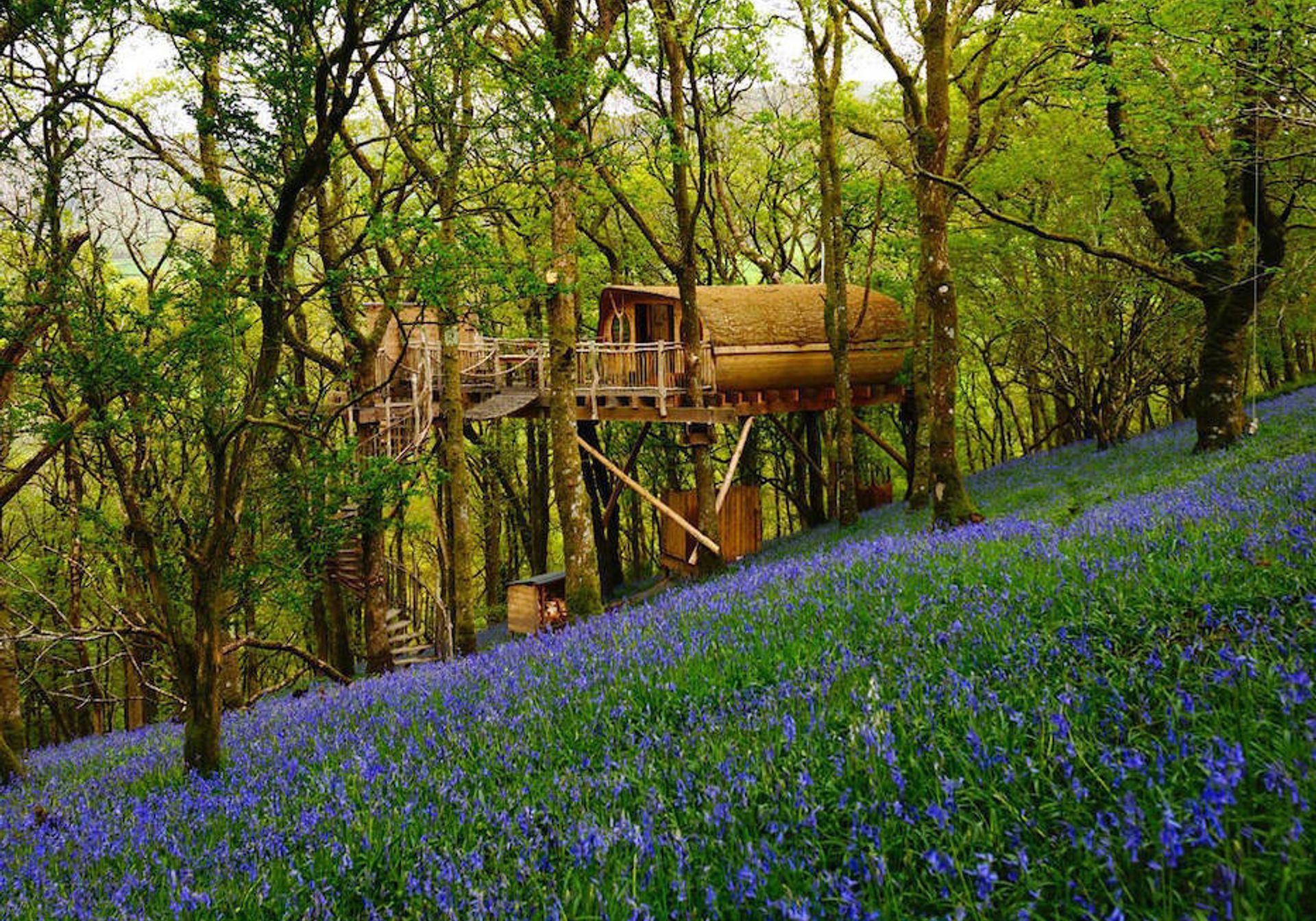 Treehouse in woodland with flowers