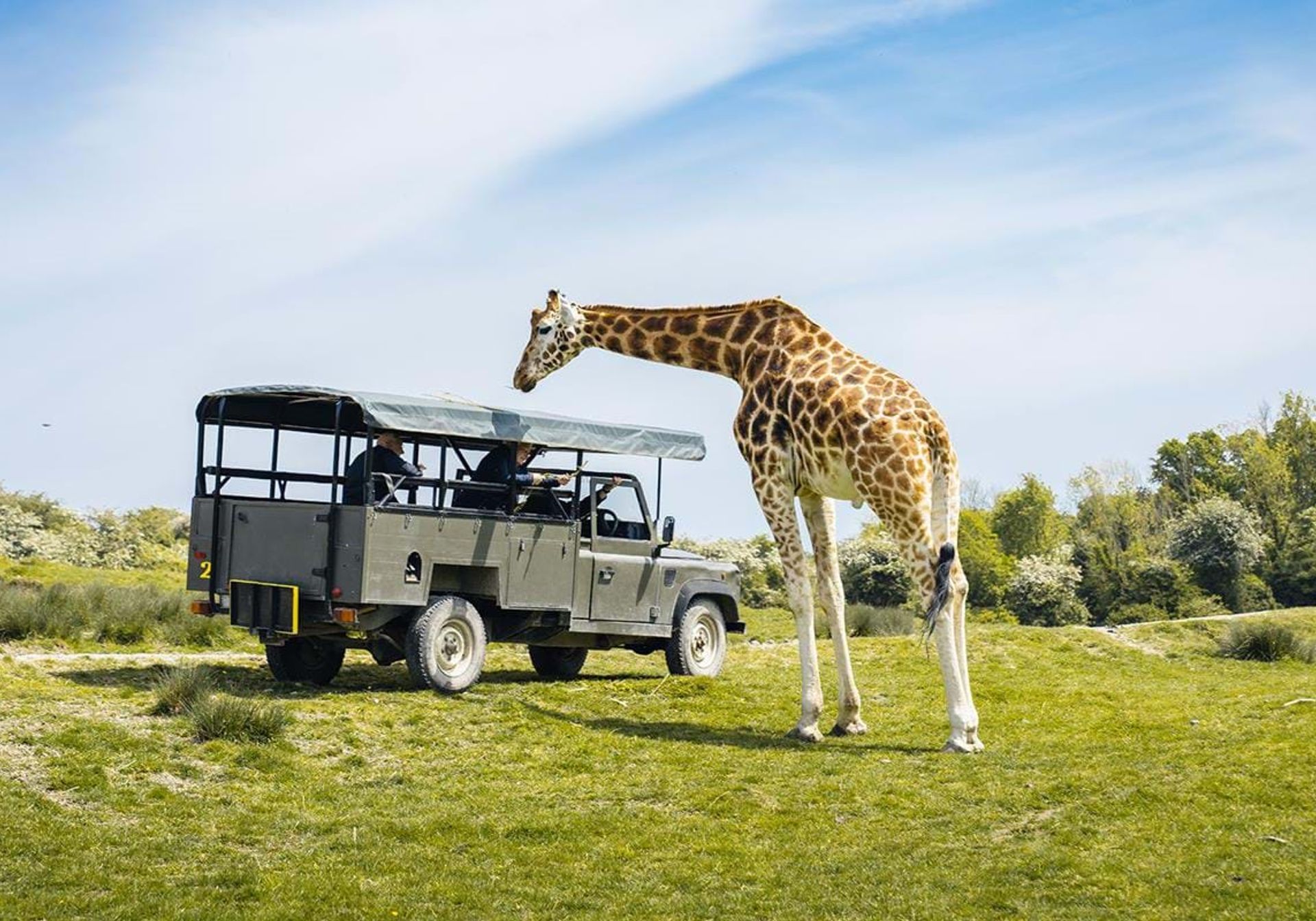 Woman overlooking giraffes at Port Lympne