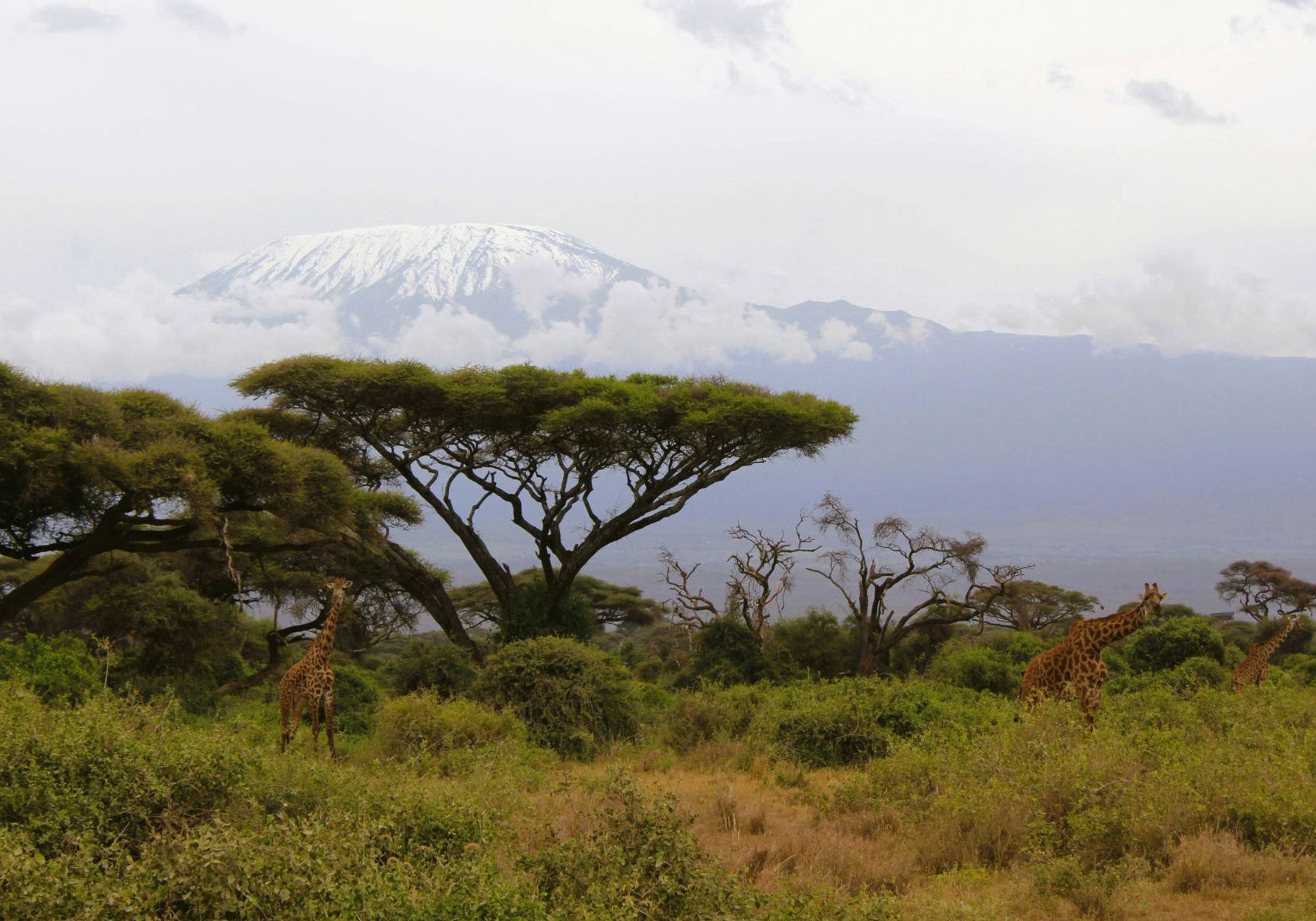 Plains in front of Mt Kilimanjaro