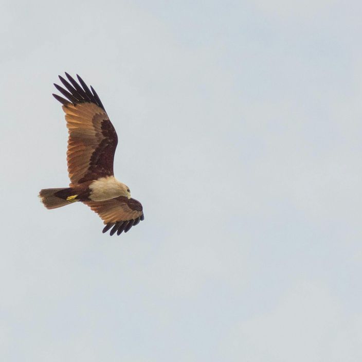 Man with owl at The Hawk Conservancy Trust