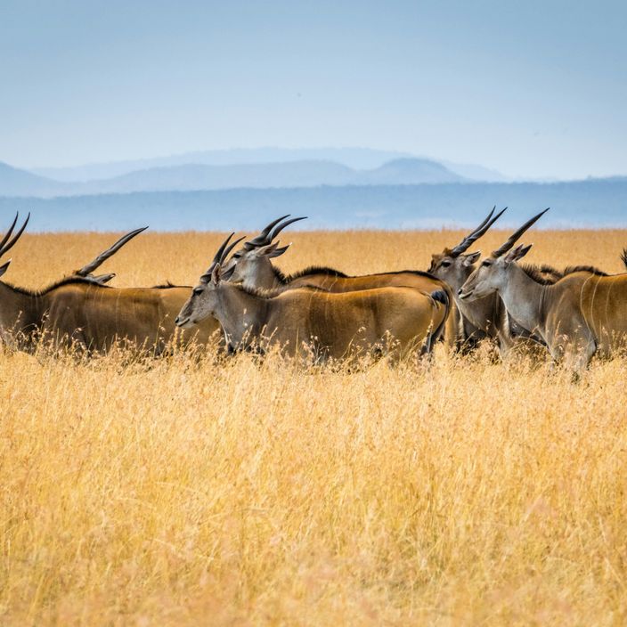 Safari jeep in Masai Mara National Park