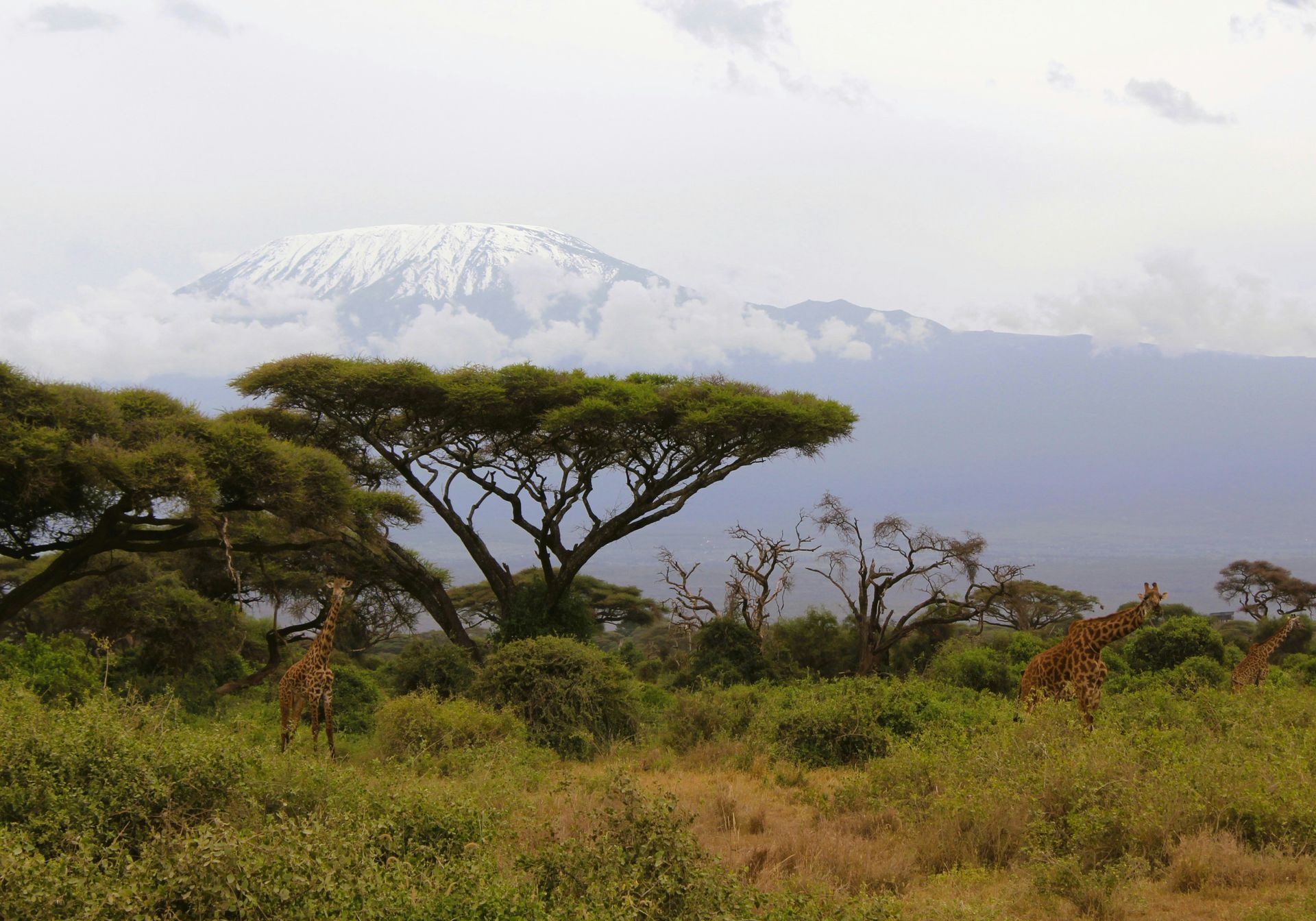 Plains in front of Mt Kilimanjaro