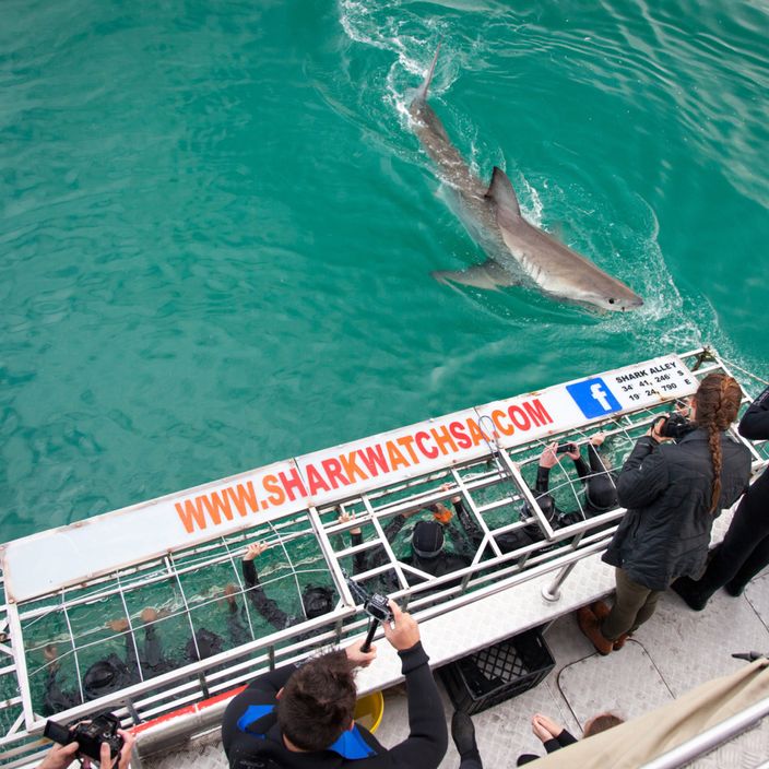 Shark cage watching