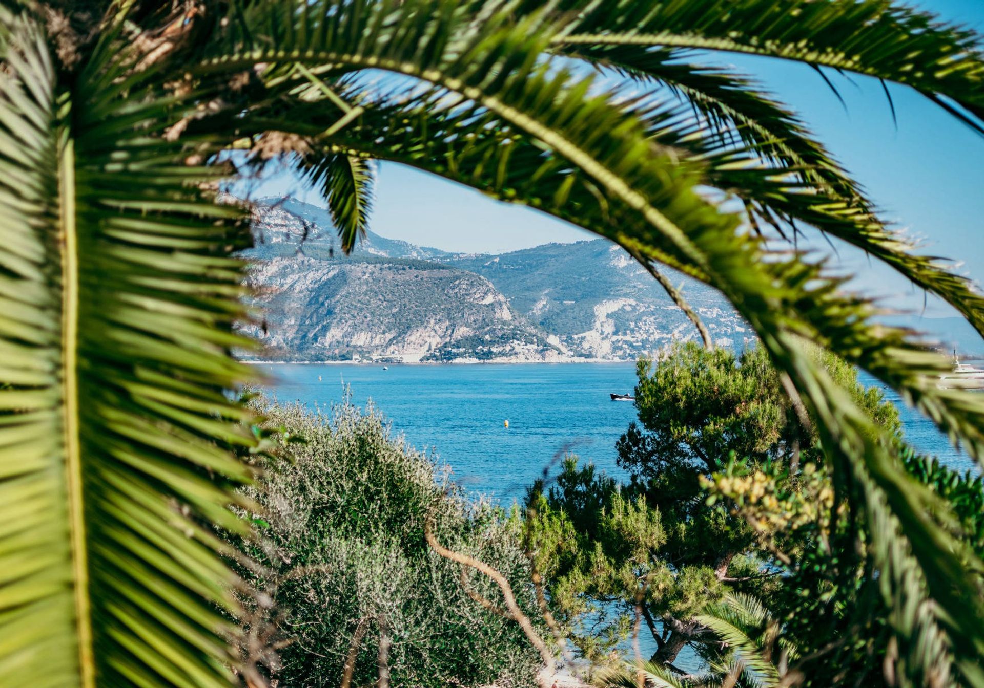 coast of Nice with palm trees