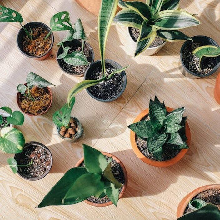 A mixture of indoor plants and succulents on a wooden floor