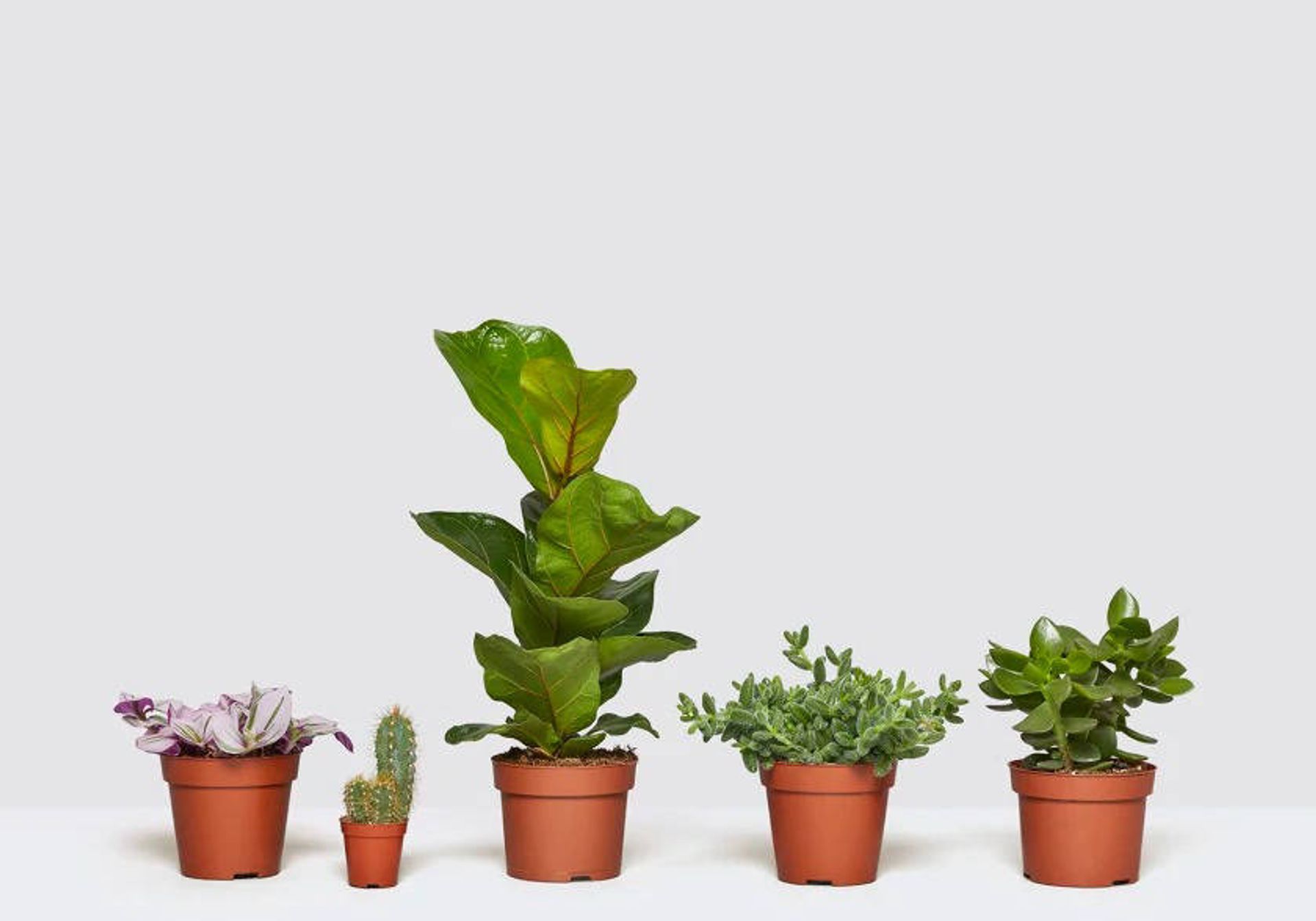 Houseplants on windowsill in bright sunlight