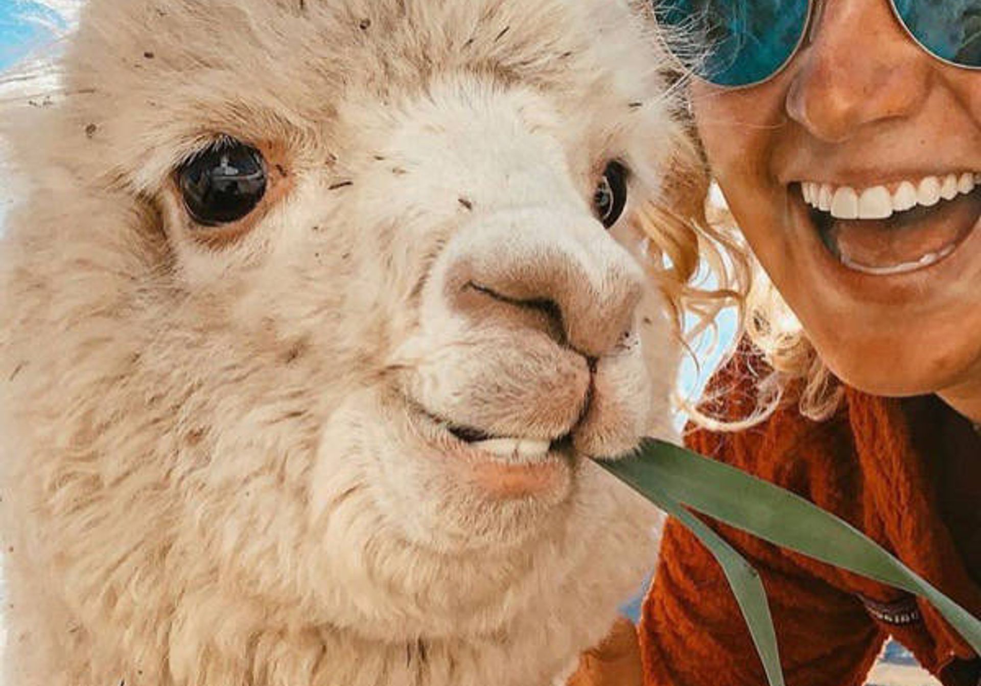 Alpaca eating with a woman nearby