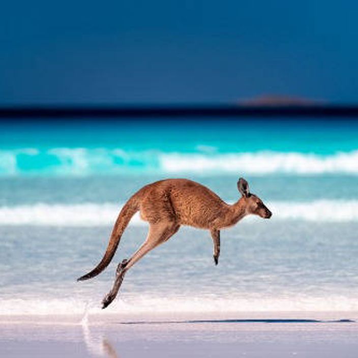 Kangaroo jumps across a beach