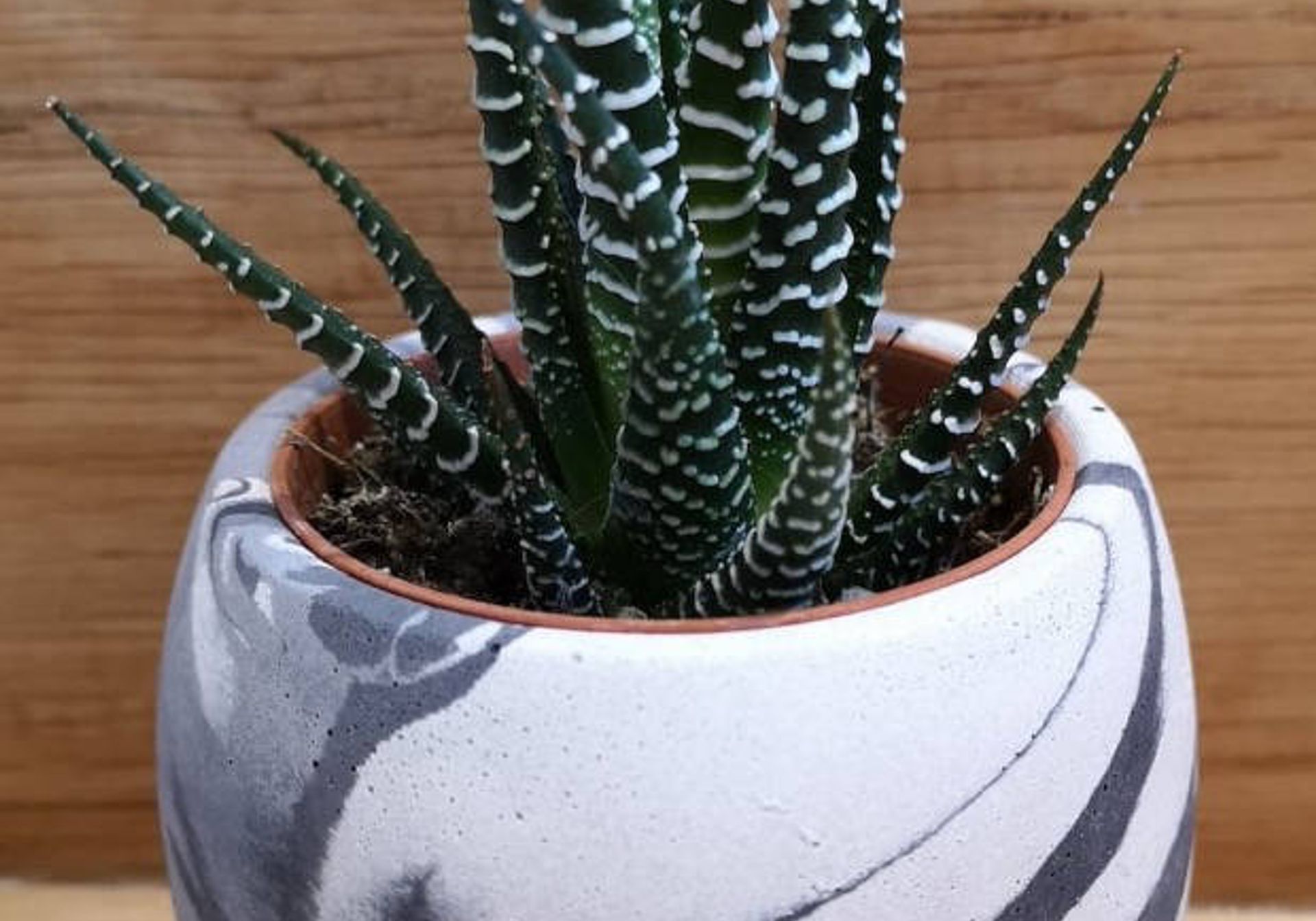 Marbled black and white ceramic pot with plant
