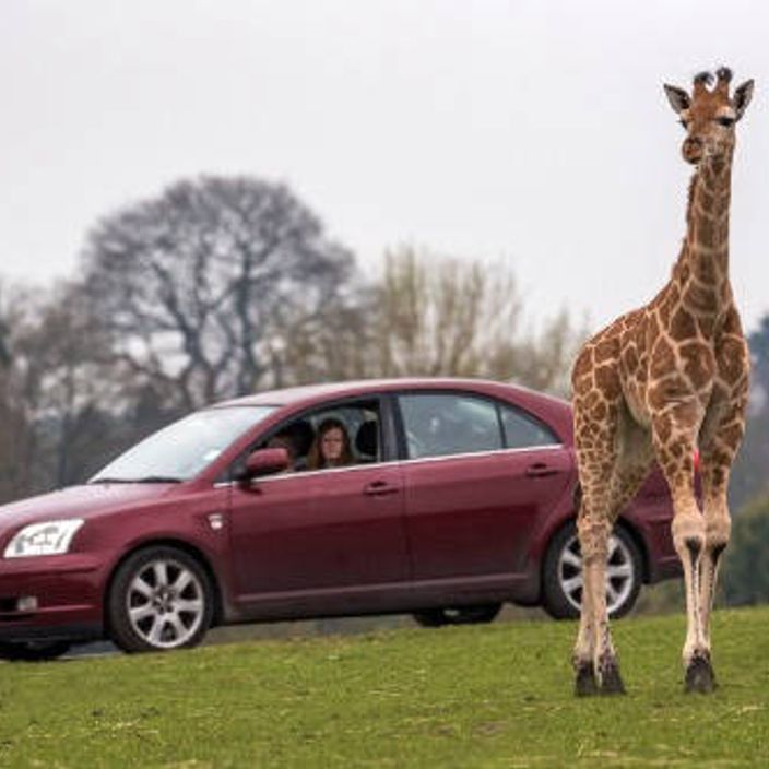 west midlands safari park safari drive with a giraffe