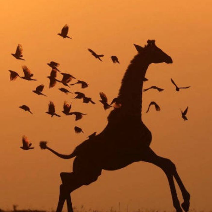 Hot air balloons over Masai Mara National Park