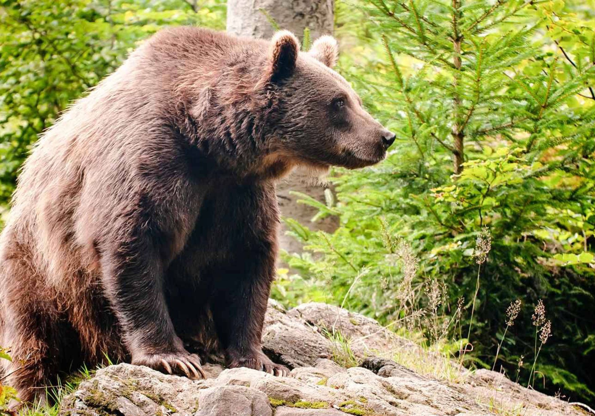 two cute bears in a forest in slovenia