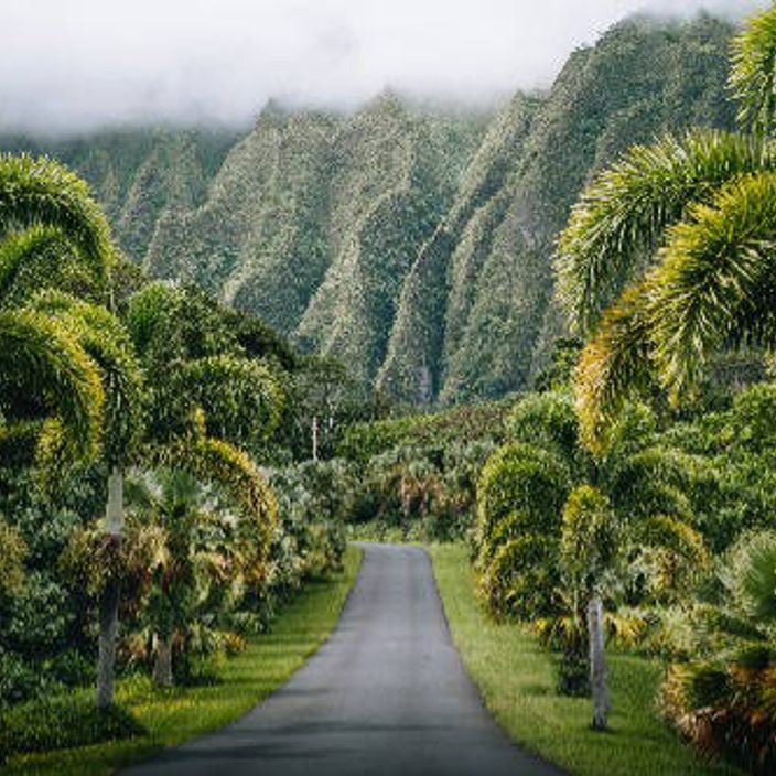 Tropical trees line a road in Hawaii