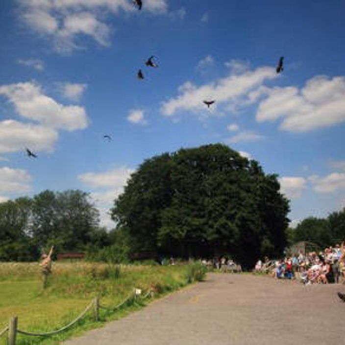 Wildlife display at The Hawk Conservancy Trust