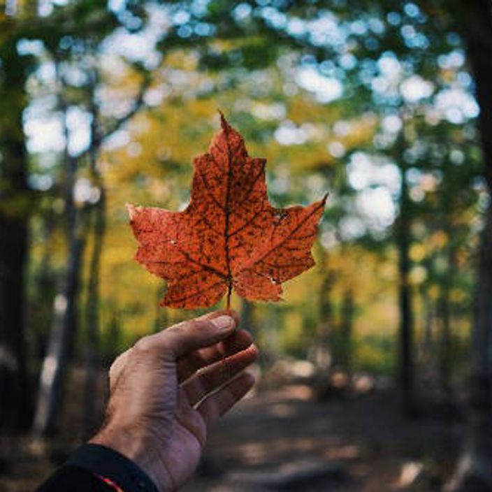 An autumnal leaf in Canada