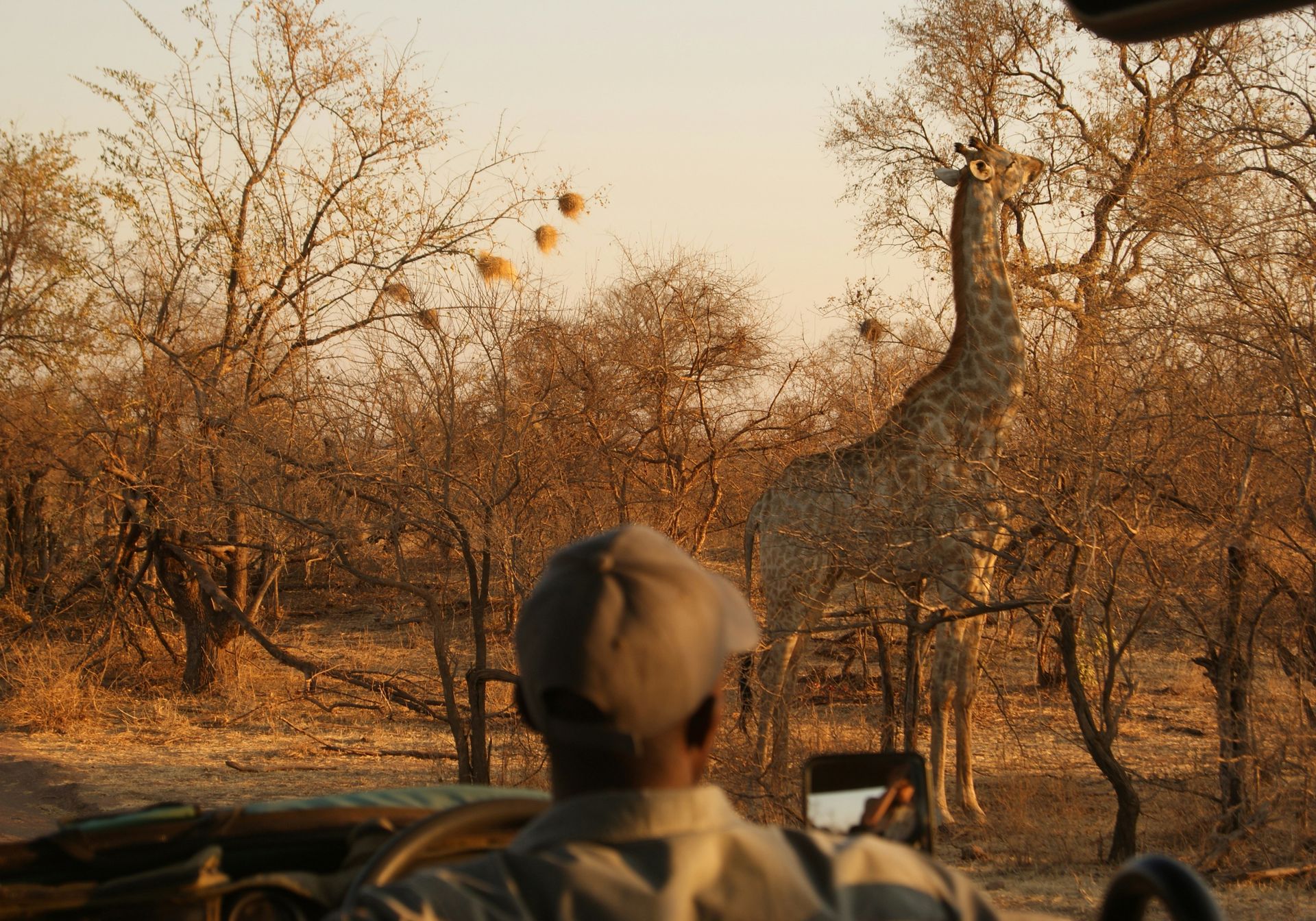 Woman watching giraffes in Zimbabwe