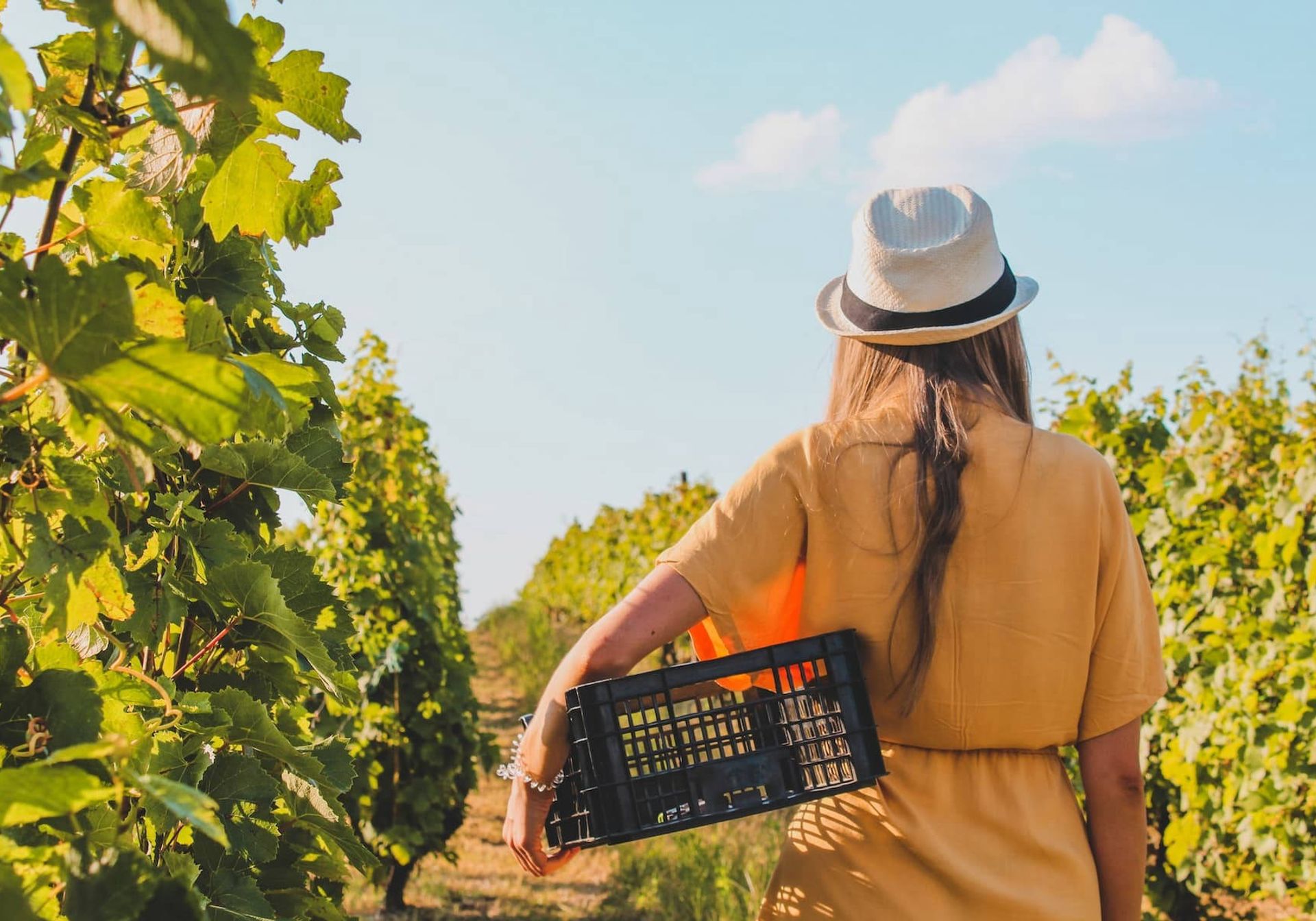 A Woman at a Vineyard