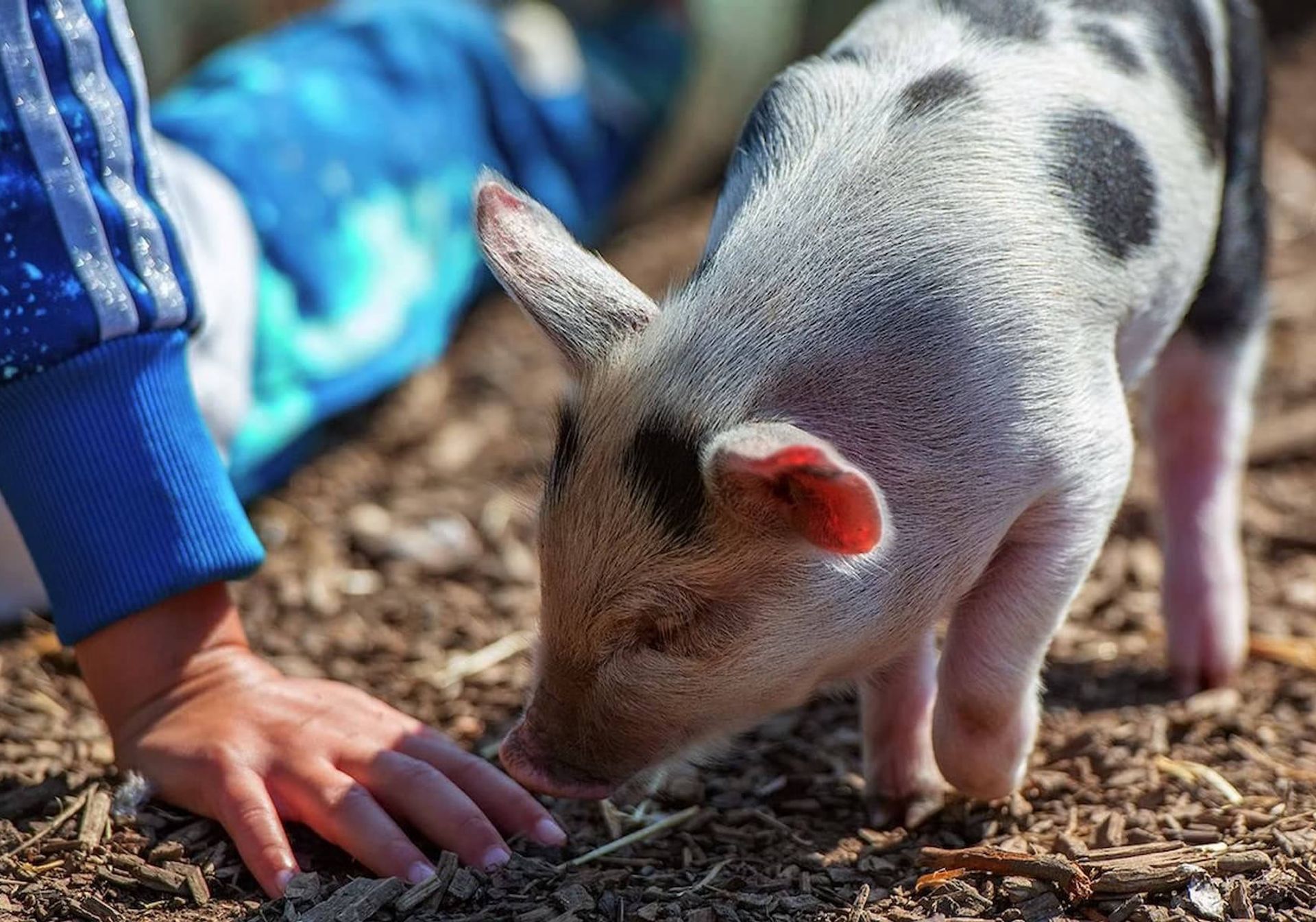 Child sat next to a piglet